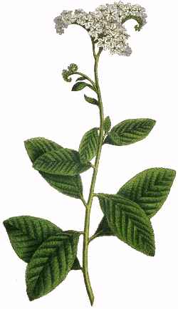 Heliotropium arborescens